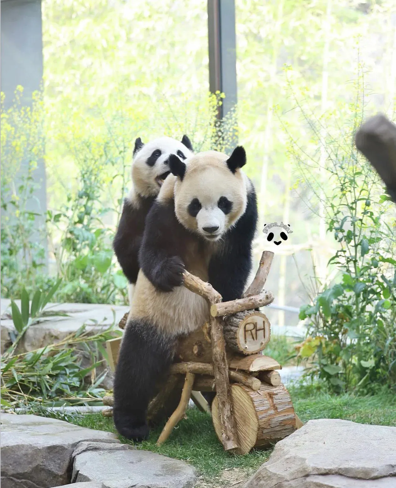image.png 사춘기 존나 세게 왔다는 루이바오 근황 ㄷㄷㄷㄷ.jpg