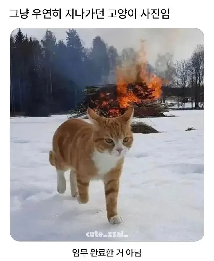 오해 하지마세요 그냥 지나가는 고양이 입니다.jpg