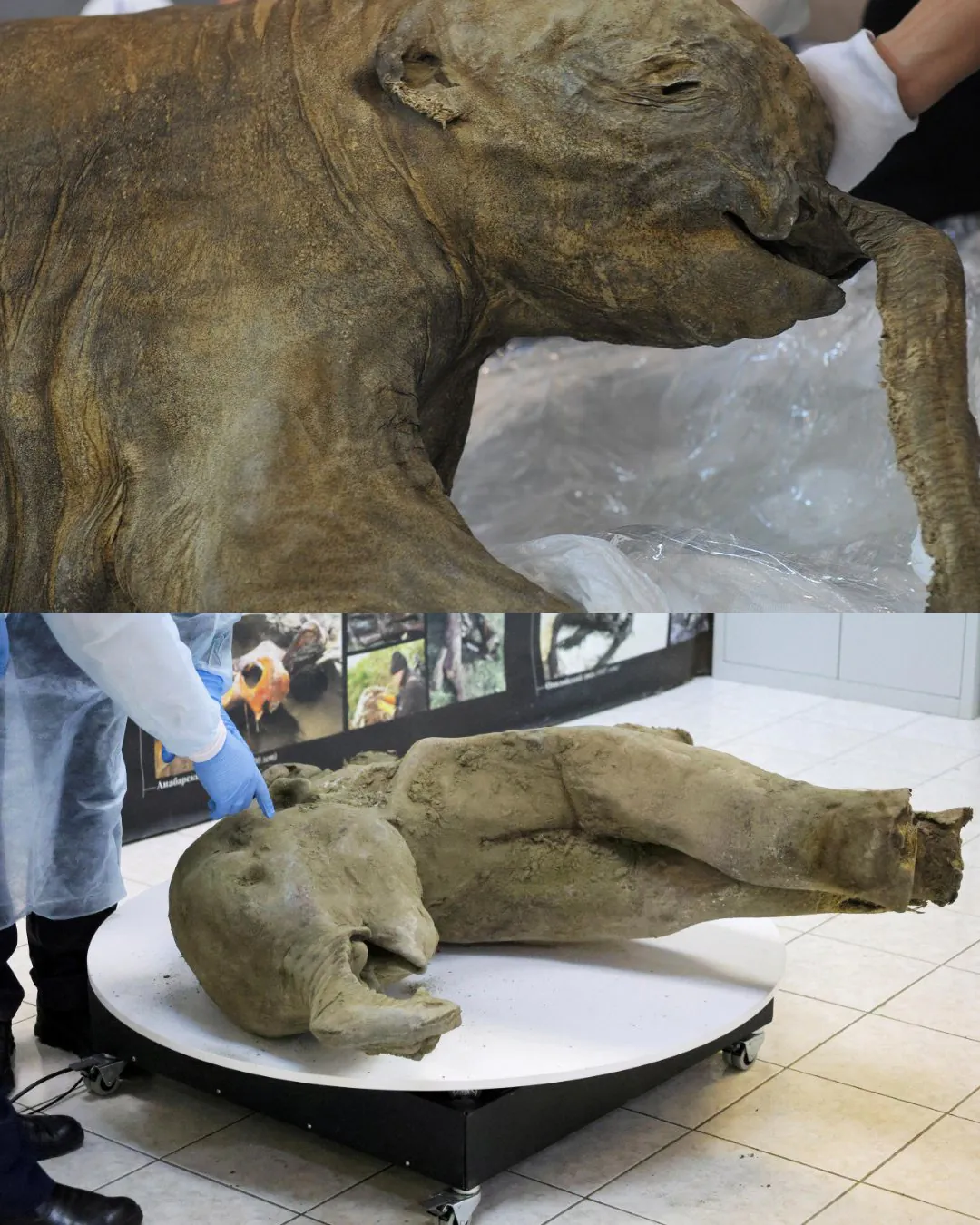 HUHnX4_WgAAshqd.jpg 시베리아의 영구동토층에서 온전한 상태로 발견된 1살 아기매머드