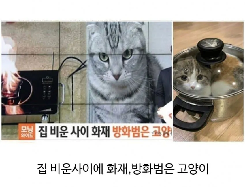 3.png 집 화재 났을때 반려동물 반응.jpg