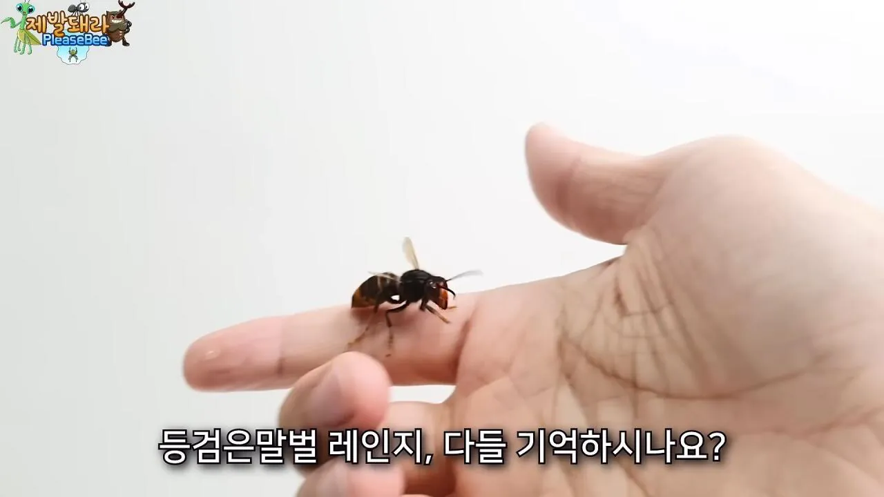 r20.jpg 장수말벌 여왕벌 크기