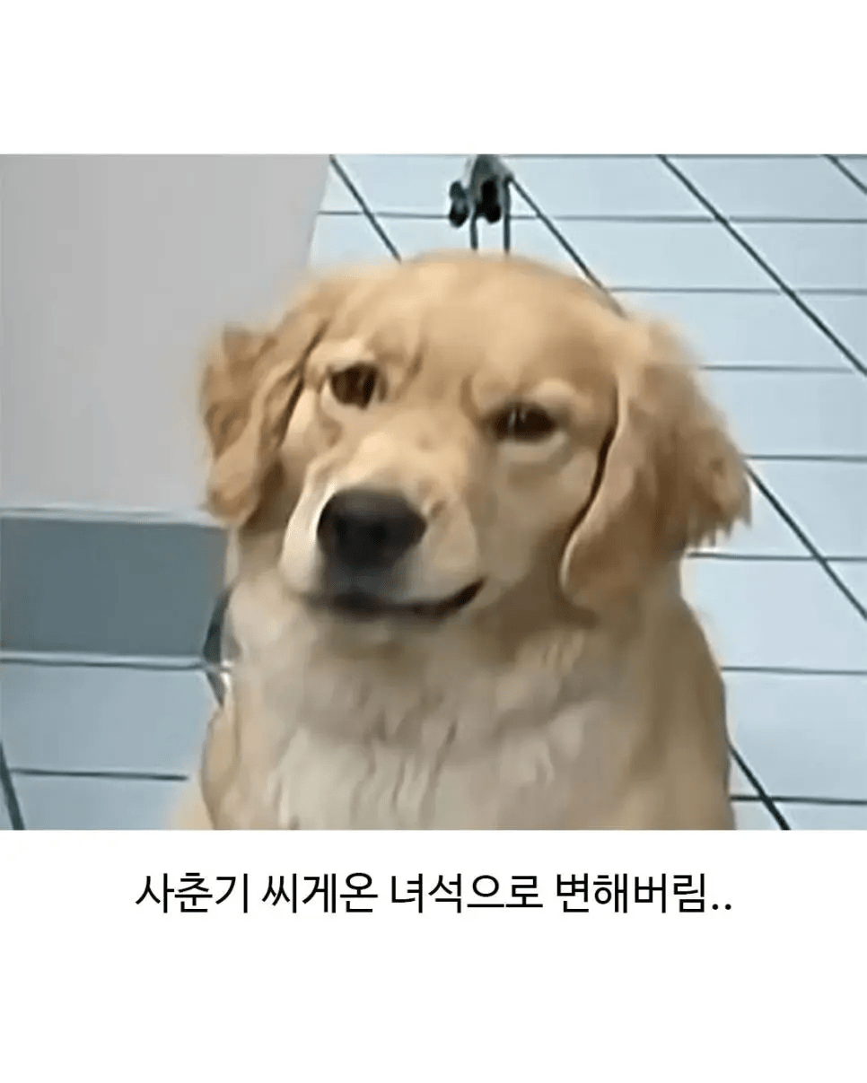 image.png 미용실 다녀온 후 표독해진 골댕이.jpg