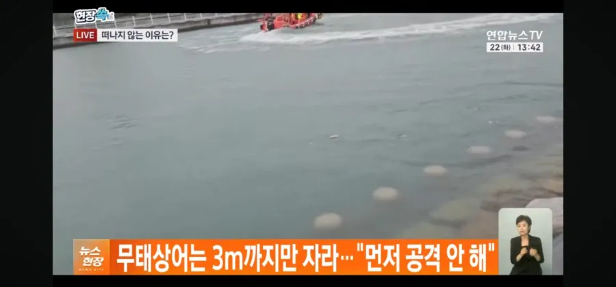 1000073397.webp 부산 상어 정보 업데이트.jpg