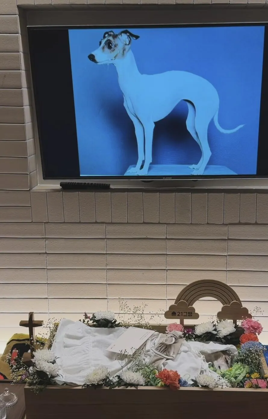 오래 키운 반려견을 보낸 조권 근황.jpg