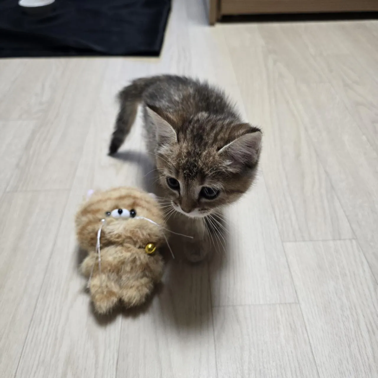 KakaoTalk_20260923_183431398_01.jpg 우리집 고양이 볼래..?
