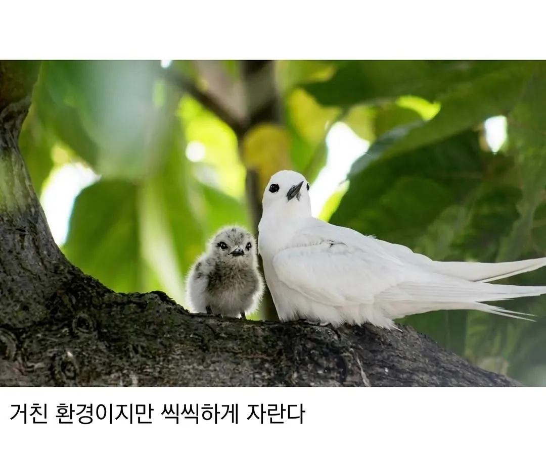 태어난 김에 대충 사는 새.jpg