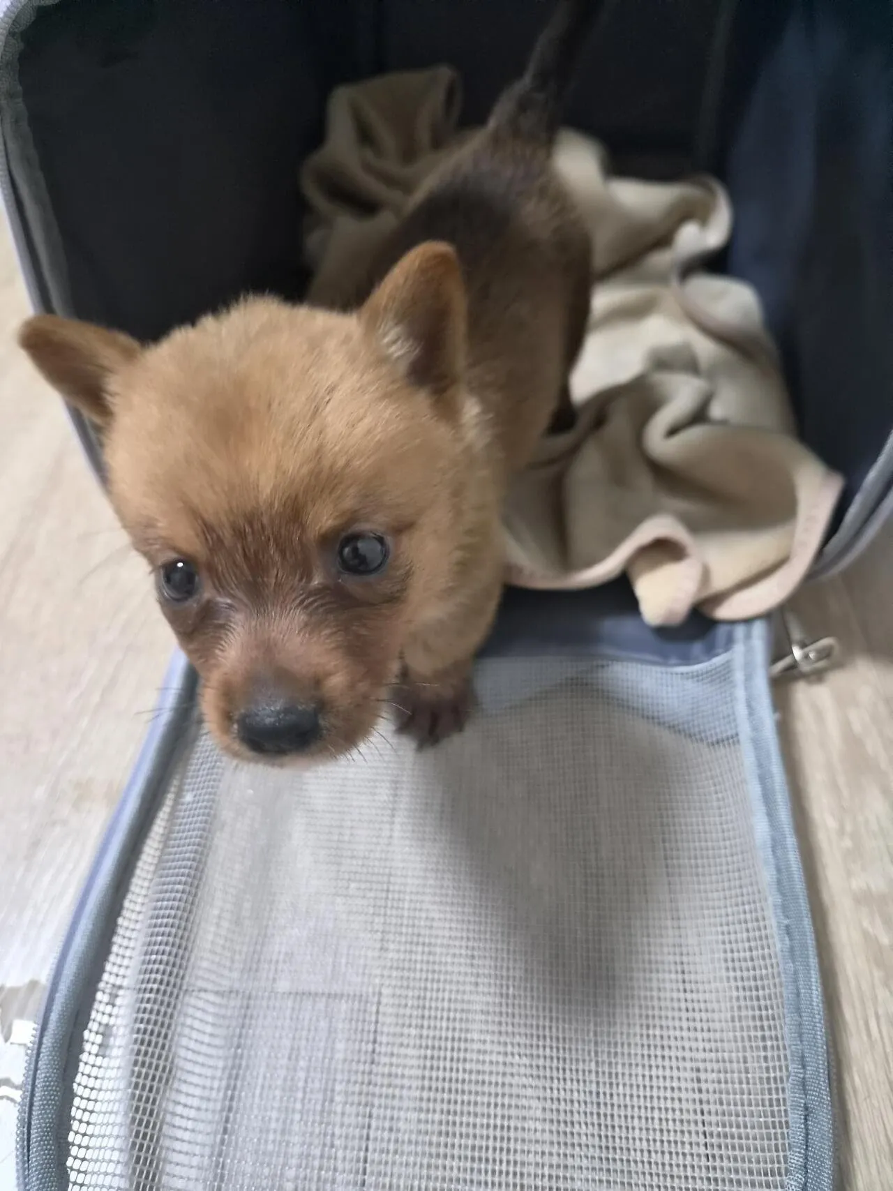 우리 강아지 잔꾀 쓰는 거 ㅈㄴ 웃기네