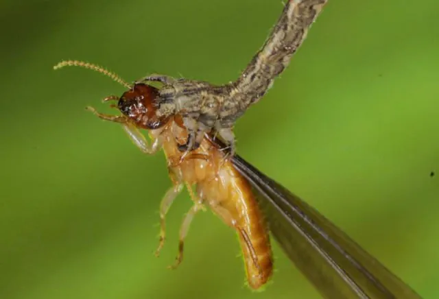 eupithecia-the-first-known-carnivorous-caterpillar-v0-z7x6qxflawn91.jpg ์ฝํ์ฃผ์) ์ก์์ ๋ฒ๋ ๊ฐ ์ฌ๋ฅํ๋๋ชจ์ต