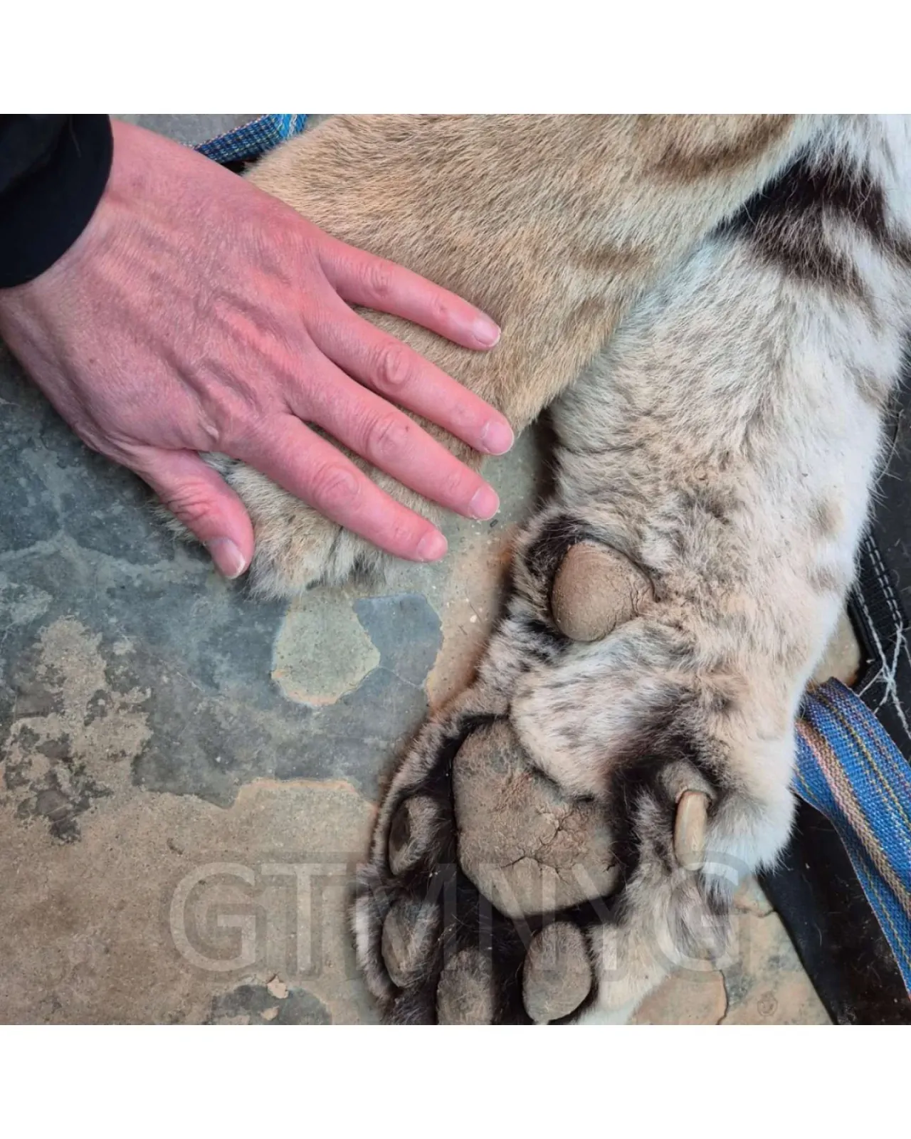 image.png 사람 좋아하던 청주동물원 호랑이 이호.jpg