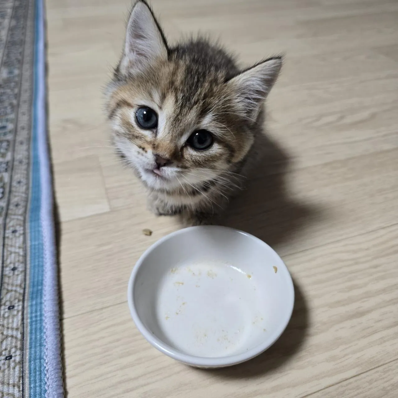 KakaoTalk_20260923_183431398_06.jpg 우리집 고양이 볼래..?