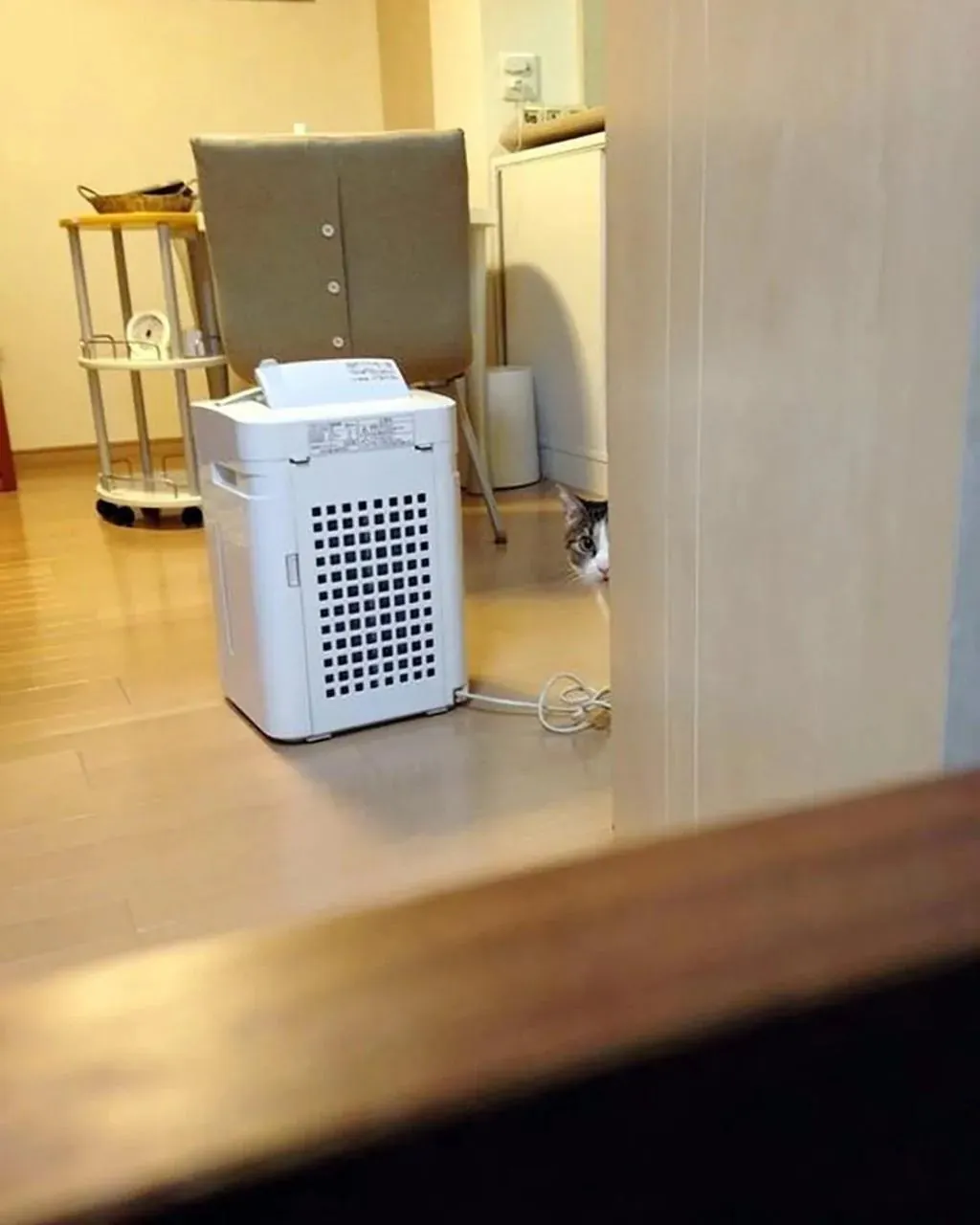 신랑이 데려온 고양이가 자꾸 절 훔쳐봐요