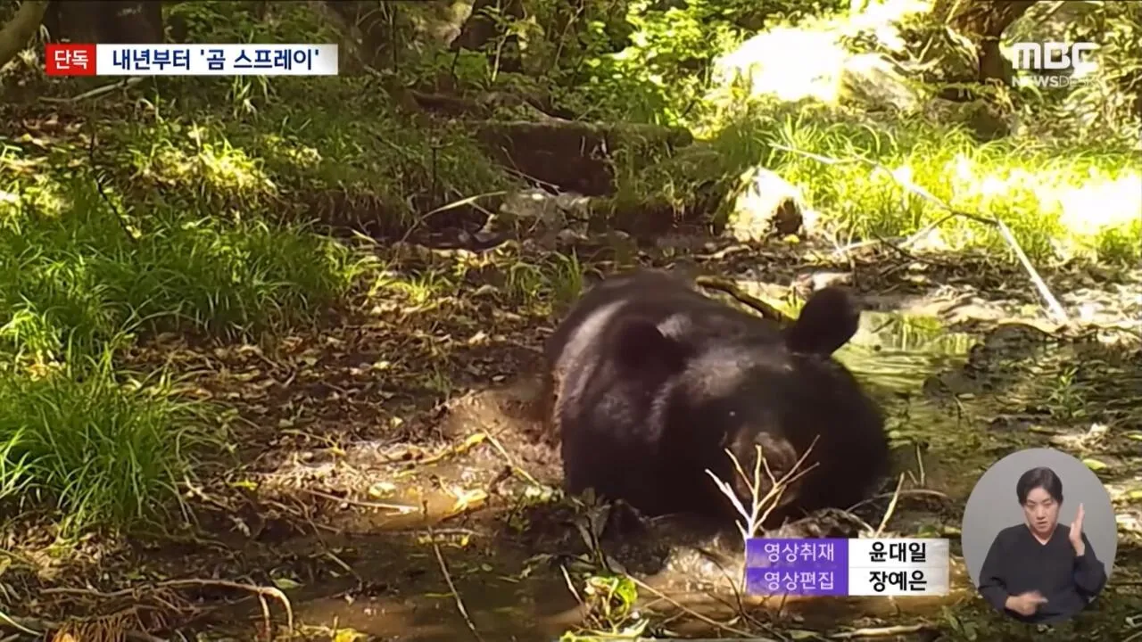 심상치 않음이 느껴지는 지리산 반달곰 뉴스