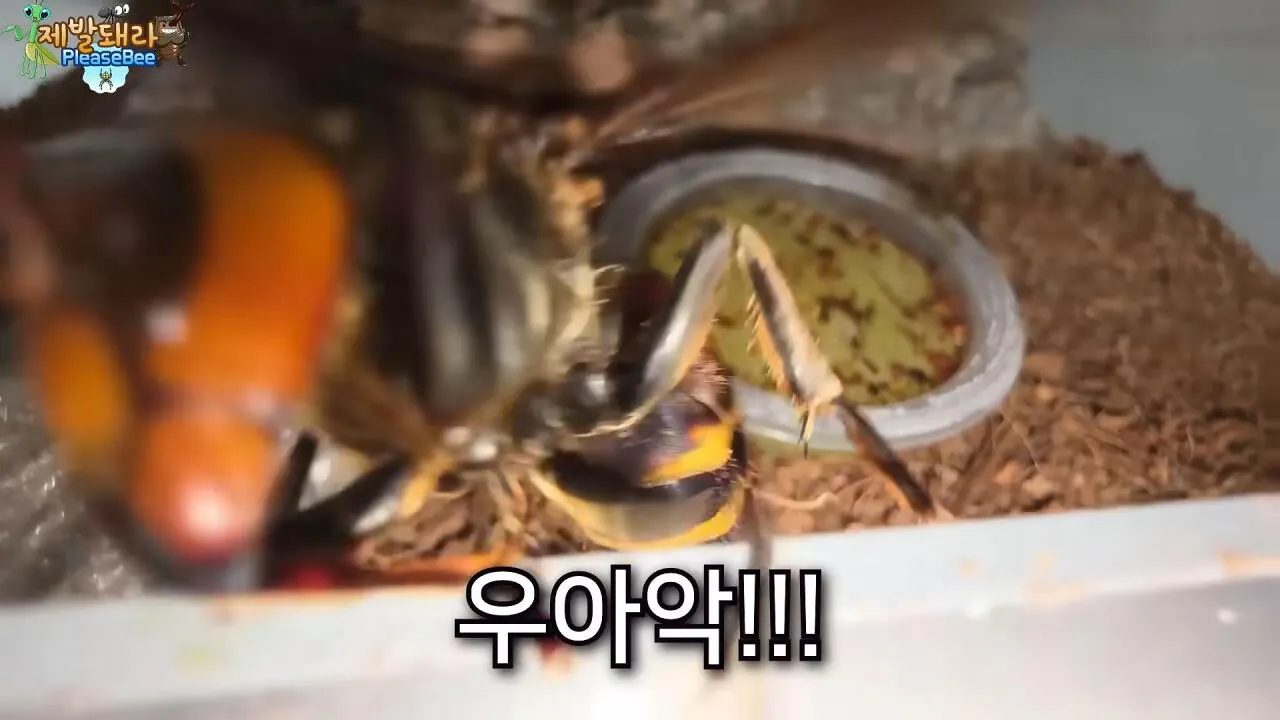 r11.jpg 장수말벌 여왕벌 크기