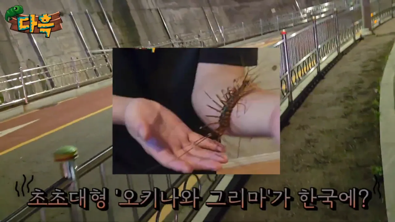2e4baa49d82cb039f1284711124196de.png (약혐) 최근 부산에 자생한다는 거대돈벌레 ㄷㄷ