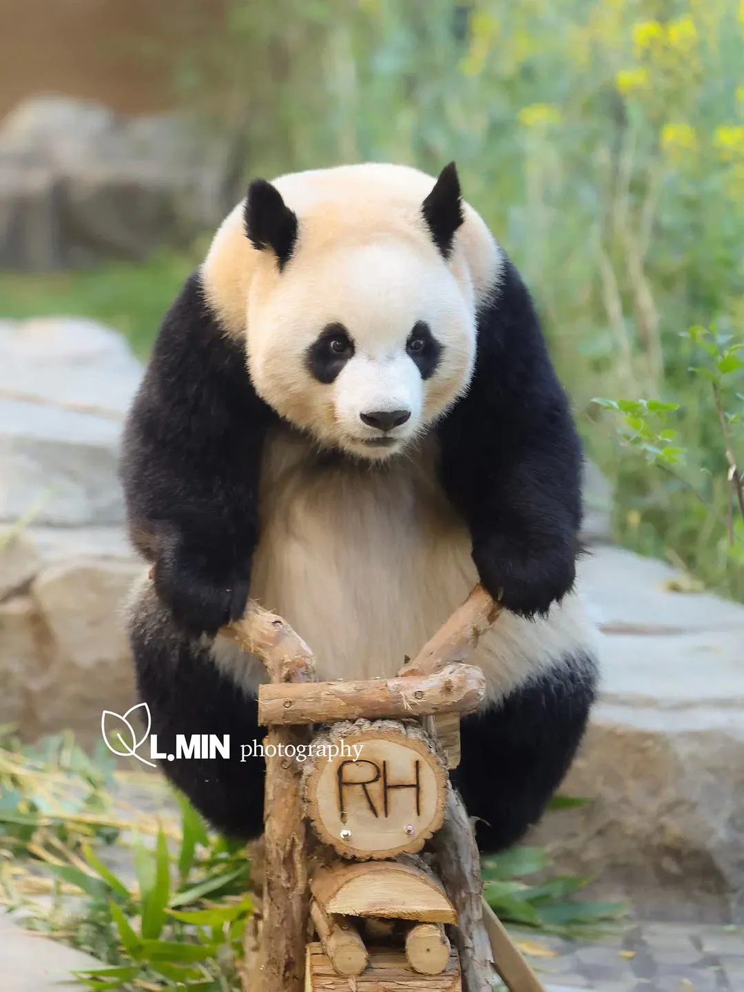 image.png 사춘기 존나 세게 왔다는 루이바오 근황 ㄷㄷㄷㄷ.jpg