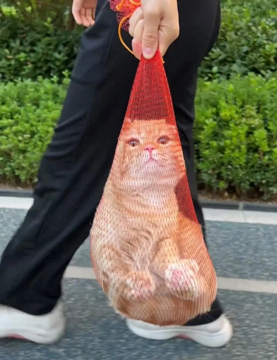 1a149c1bfdf53b891.webp 집 나갔다가 잡혀온 고양이.