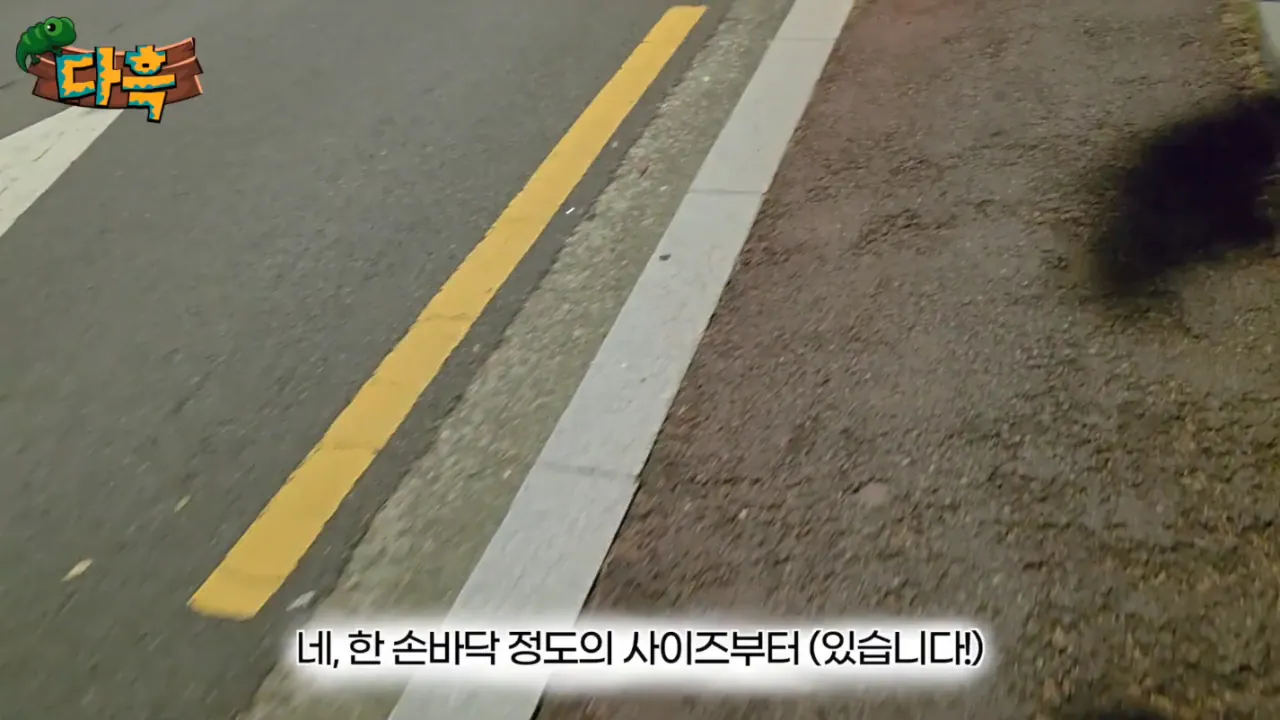 febae0d9bebc0e319135a903ed2c12ca.png (약혐) 최근 부산에 자생한다는 거대돈벌레 ㄷㄷ