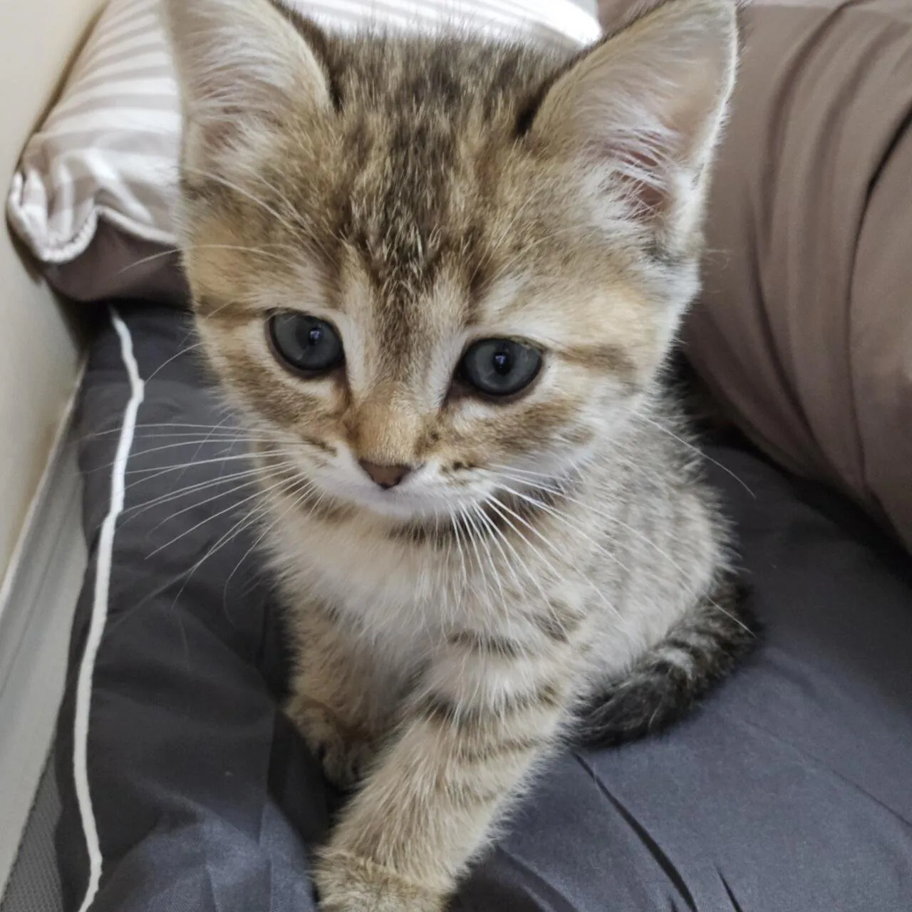 KakaoTalk_20260923_183431398_05.jpg 우리집 고양이 볼래..?