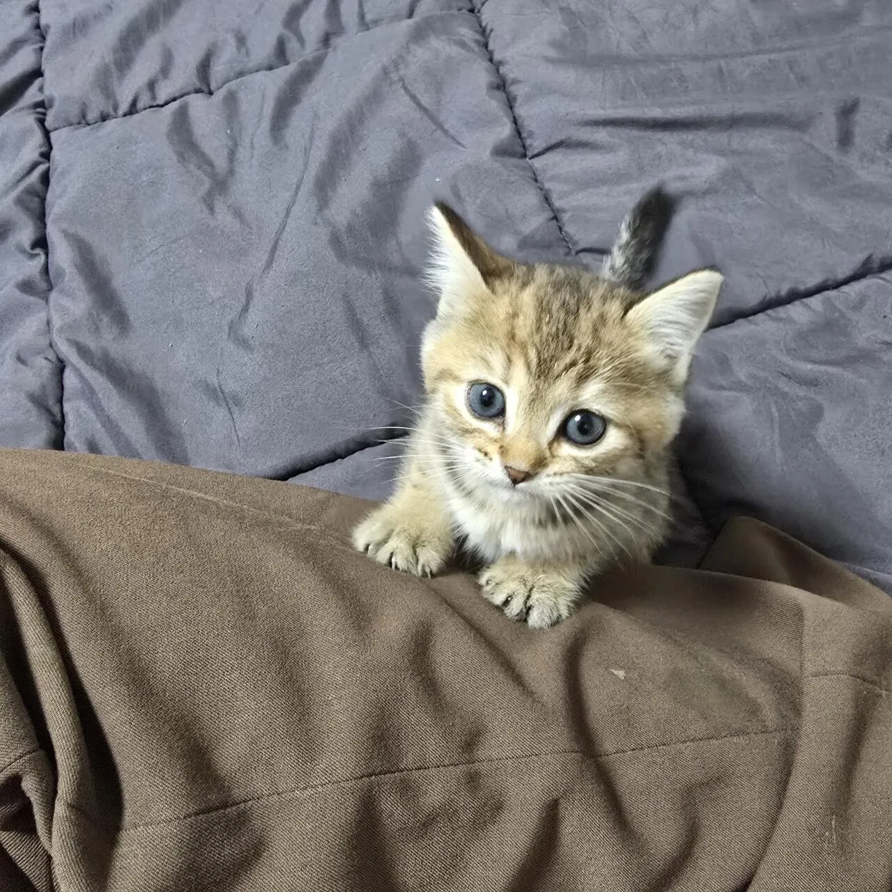 KakaoTalk_20260923_183431398_09.jpg 우리집 고양이 볼래..?