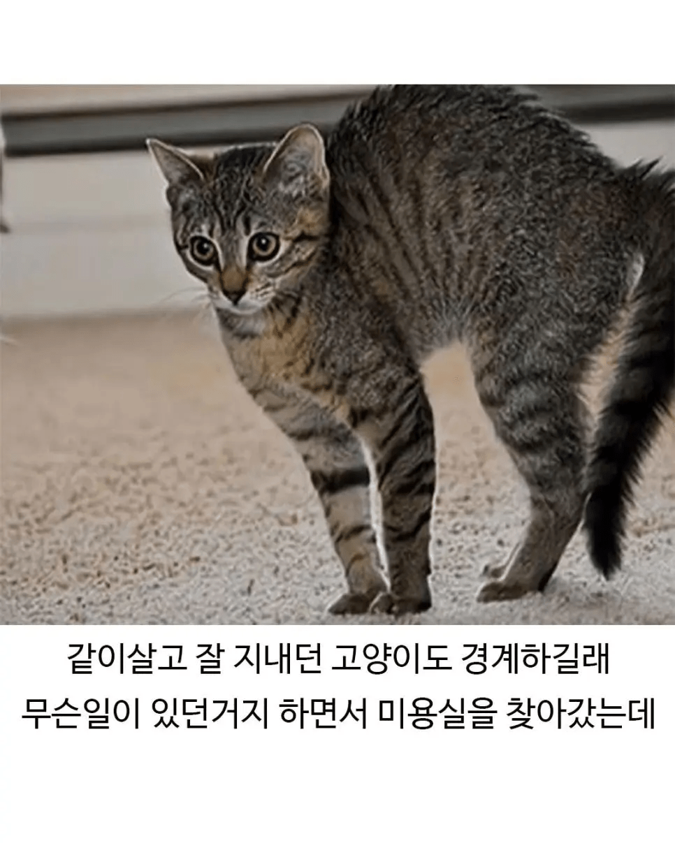 image.png 미용실 다녀온 후 표독해진 골댕이.jpg