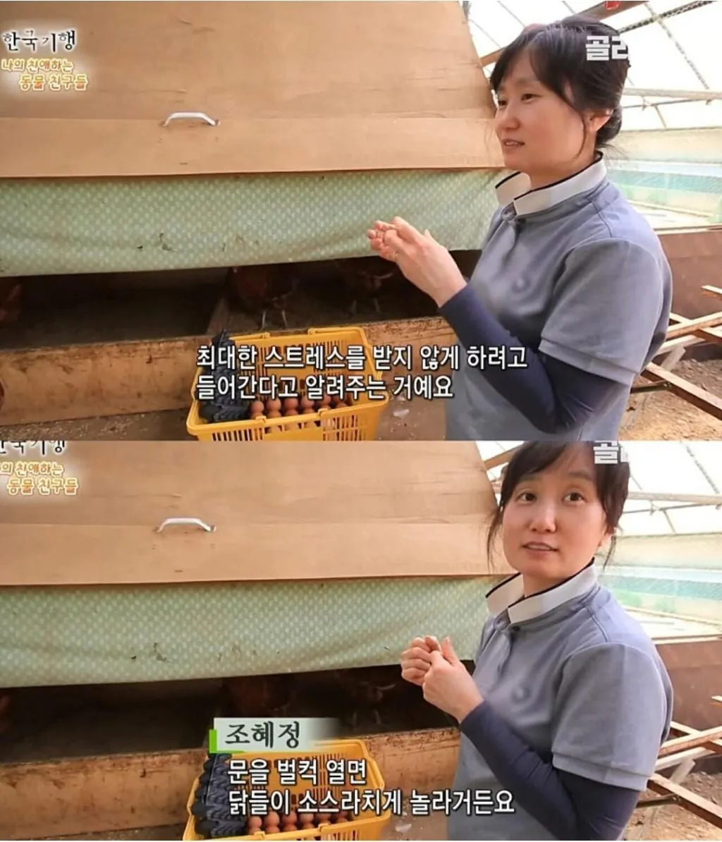 백숙집 차리려고 닭 키우기 시작한 부부의 최후
