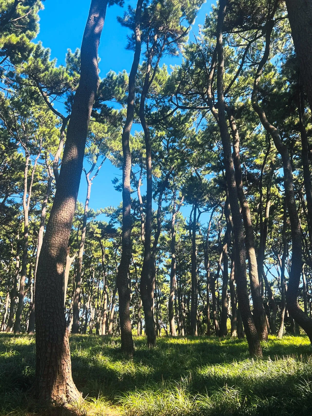 IMG_9036.jpeg 울산 대왕암 공원 산책