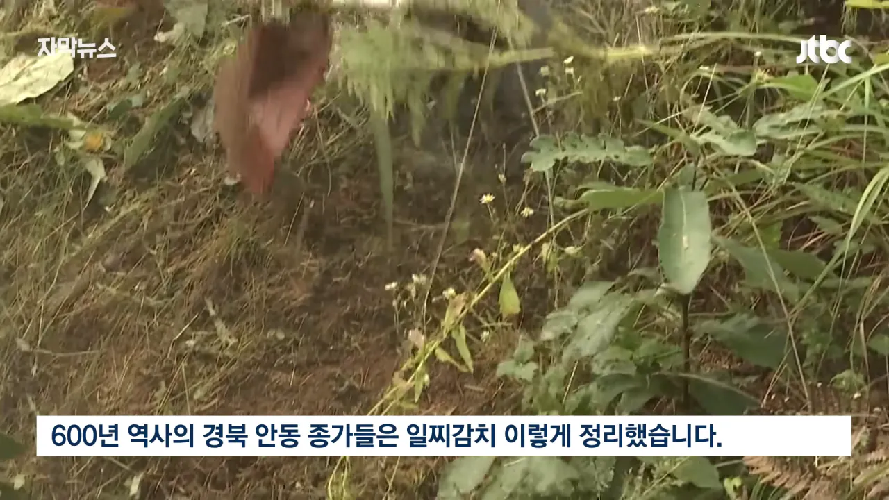 [자막뉴스] '벌초' 언제까지 할 수 있을까…_이제 이 길뿐입니다_ 깜짝 _ JTBC News 0-31 screenshot.png 성묘 & 벌초에 고심하던 600년 종가의 결단 ㄷㄷㄷ