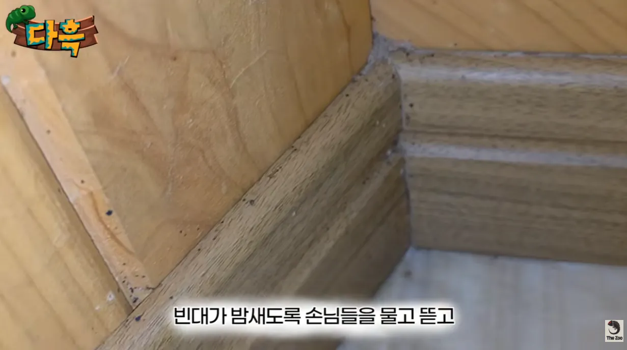 1.png 벌레/혐 주의) 부산 찜질방에 난리났다는 빈대 ㄷㄷ