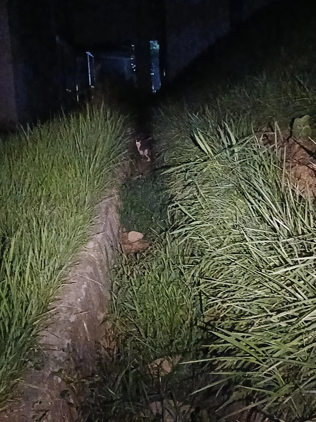 1000028429.jpg 혐주의) 뱀 찾으러 산 갔다 옴