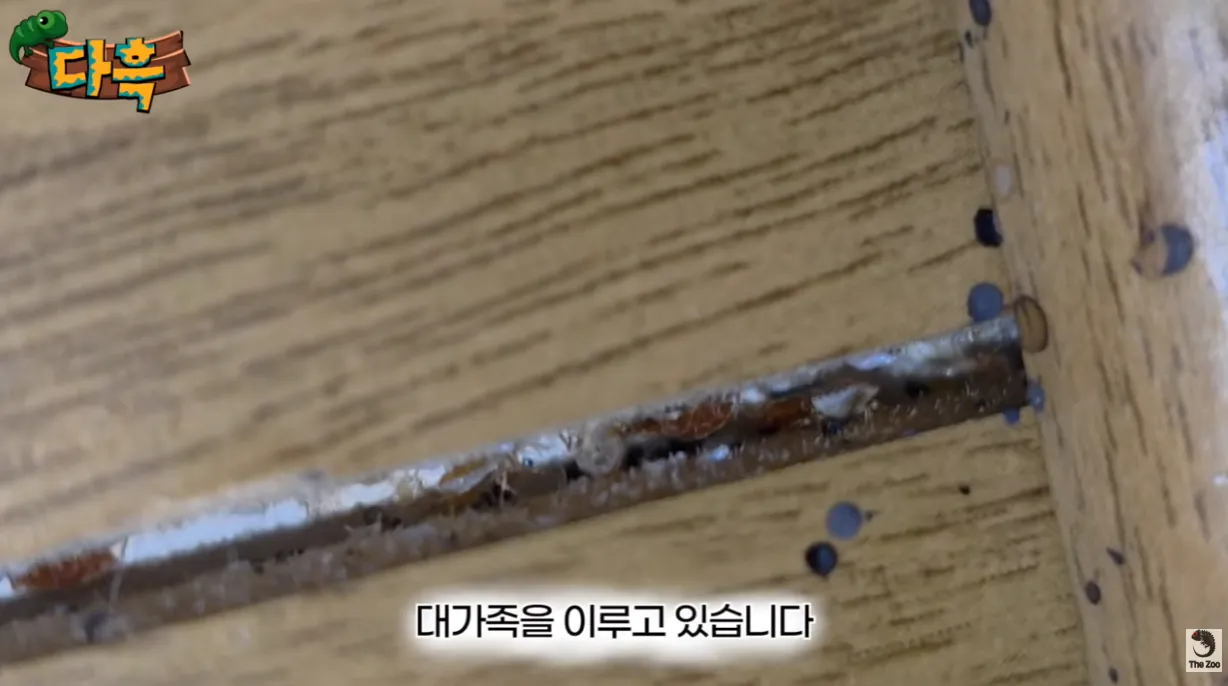 4.png 벌레/혐 주의) 부산 찜질방에 난리났다는 빈대 ㄷㄷ