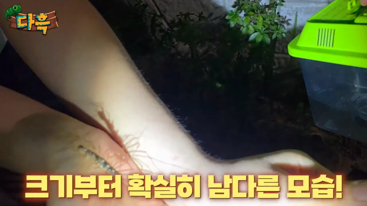 83ce91d88f00cbb3dffbdcb754a6f781.png (약혐) 최근 부산에 자생한다는 거대돈벌레 ㄷㄷ