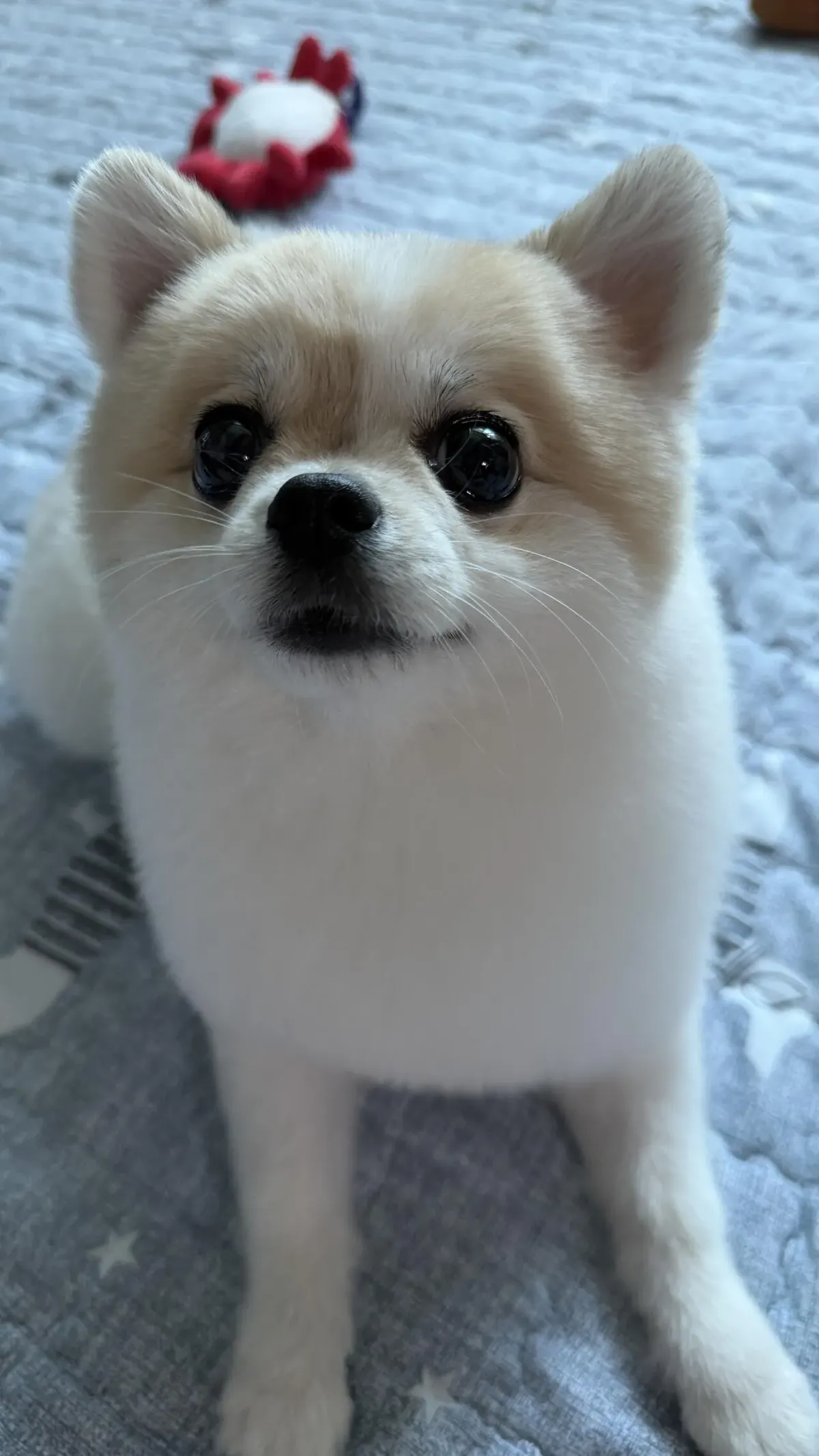 울집 개미용하고옴