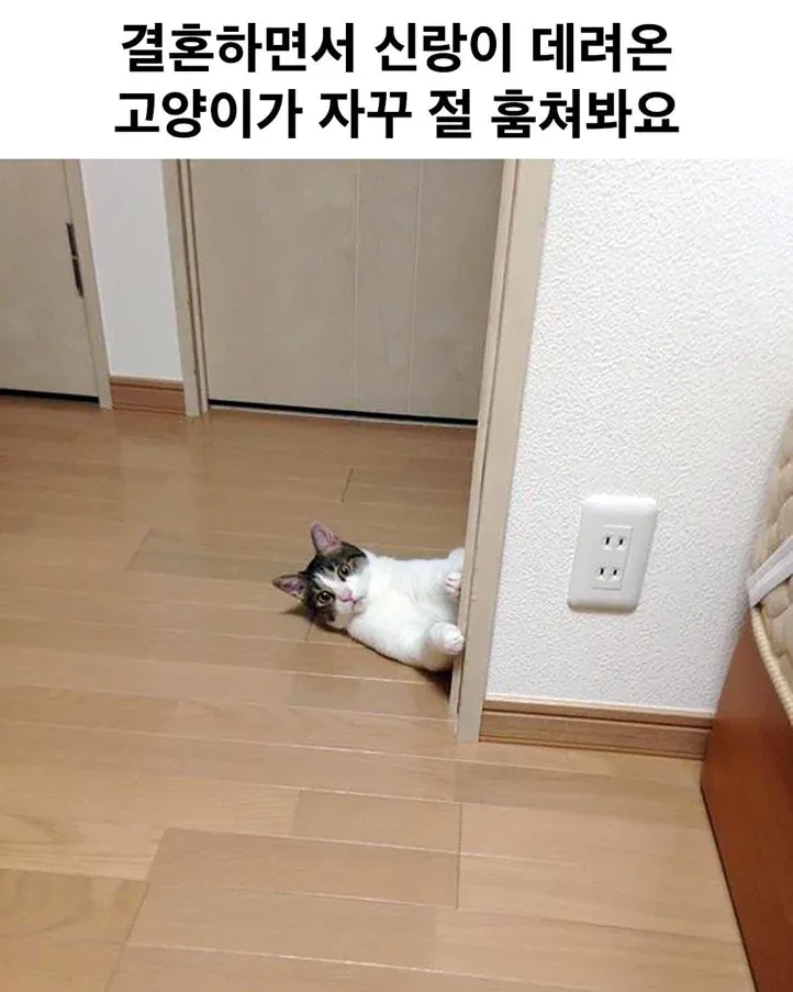 1000047260.webp 결혼하면서 신랑이 데리고 온 고양이가 자꾸 절 훔쳐봐요.jpg