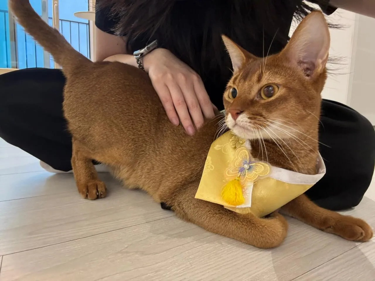 22850.jpg 해피 추석 되십쇼 형님들