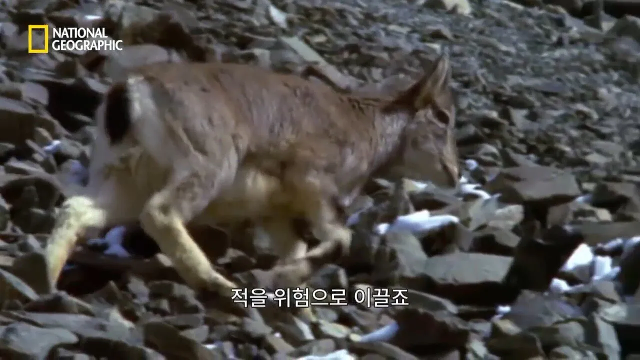 Internet_20260802_153513_15.jpeg 사냥 중 120m 절벽 아래로 떨어진 눈표범