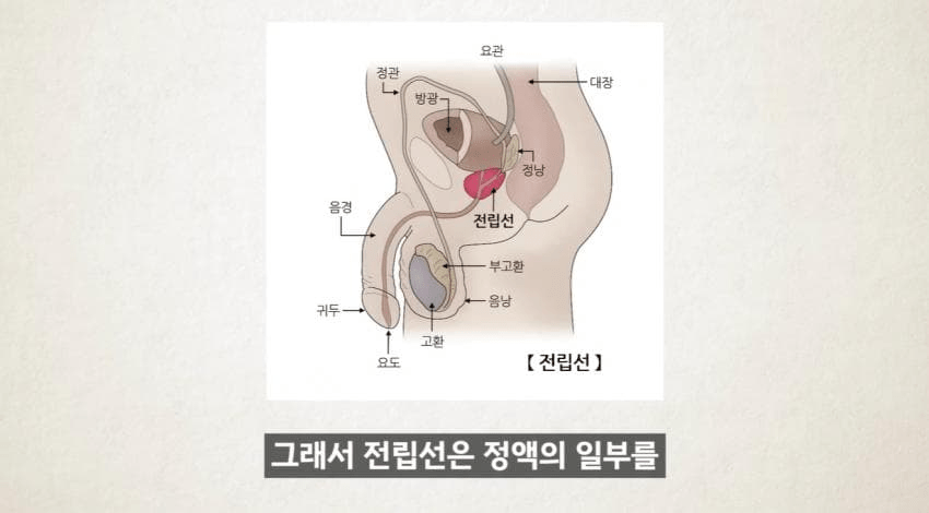 image.png 한달에 21번 사정해라