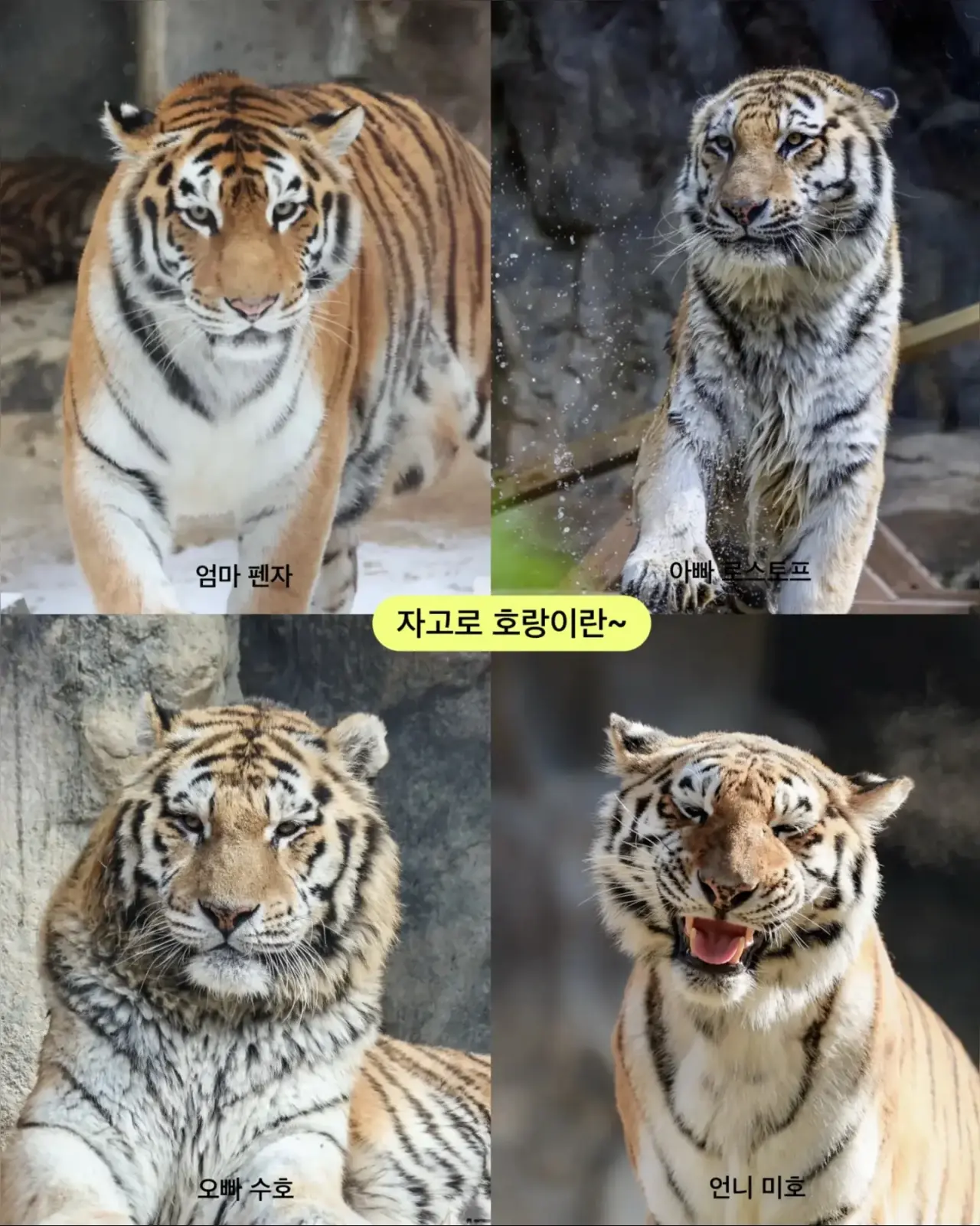 설호6.webp 어릴 때부터 순둥한 얼굴이었던 호랑이 설호