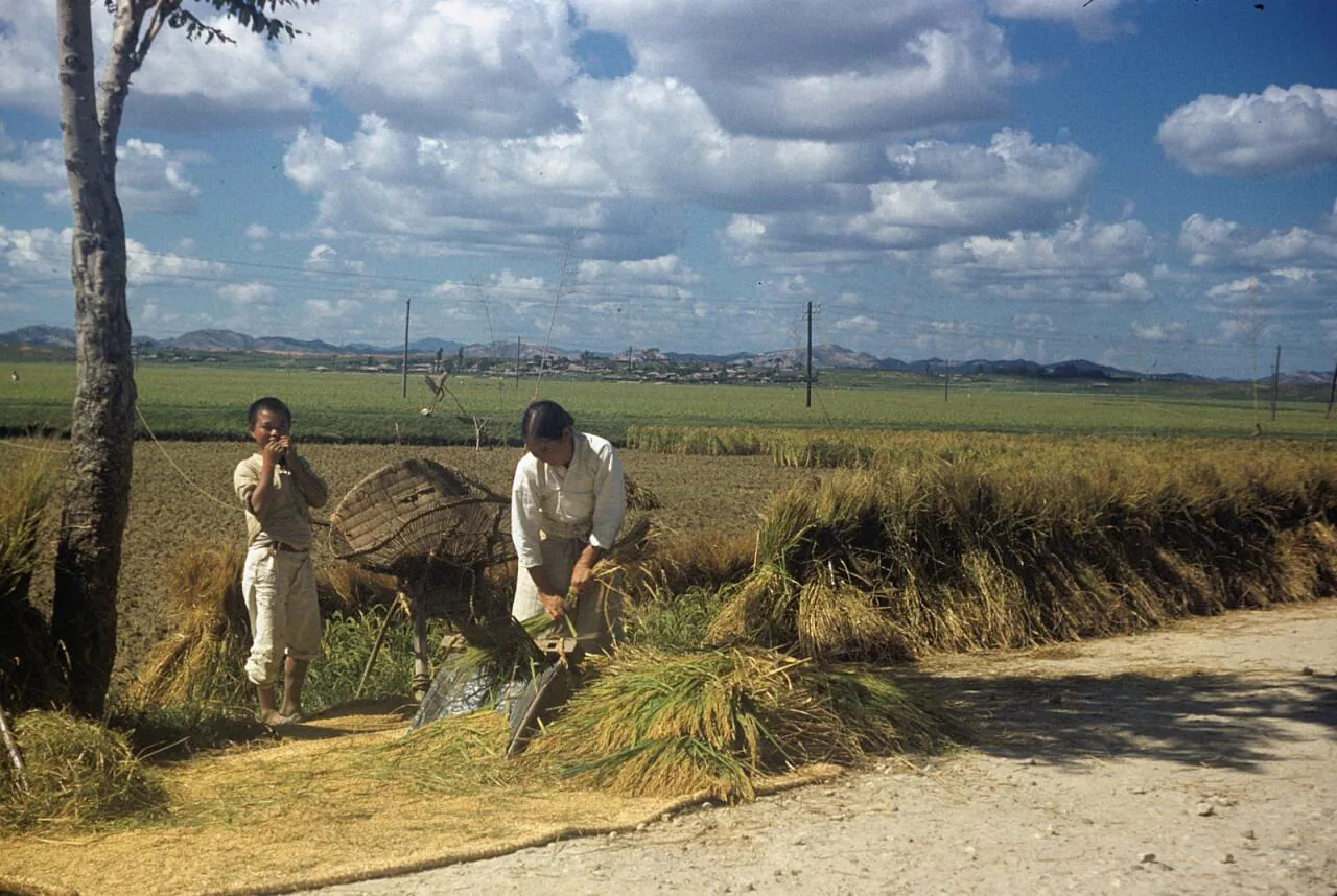 e_harvesting1952_15955066808_o.jpg 희귀사진(KOREA, 1952)