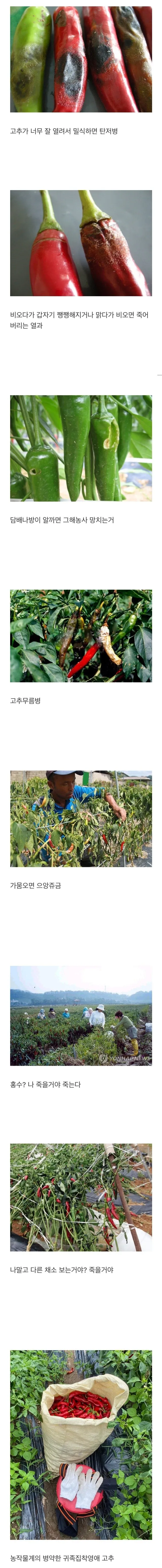 1.jpeg 농사계의 미친 개복치 수준인 작물.jpg 농사계의 미친 개복치 수준인 작물.jpg