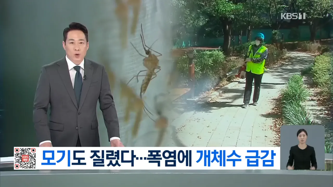 폭염에 모기도 지쳤다…“개체수 급감” [9시 뉴스] _ KBS 2026.08.06. 0-1 screenshot.png 올해 모기 고문영상이 적었던 이유 밝혀짐 ㄷㄷㄷ