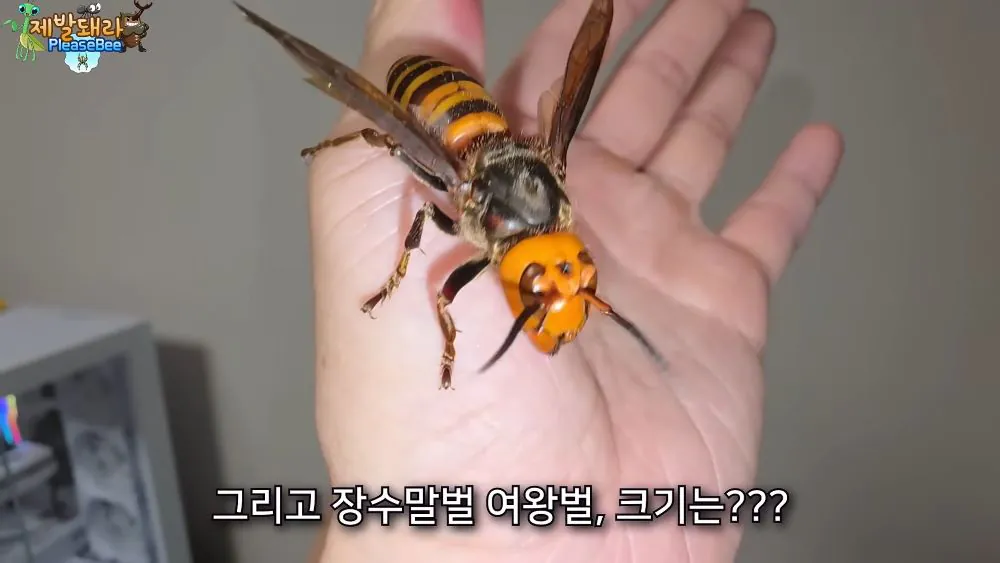 r24.jpg 장수말벌 여왕벌 크기