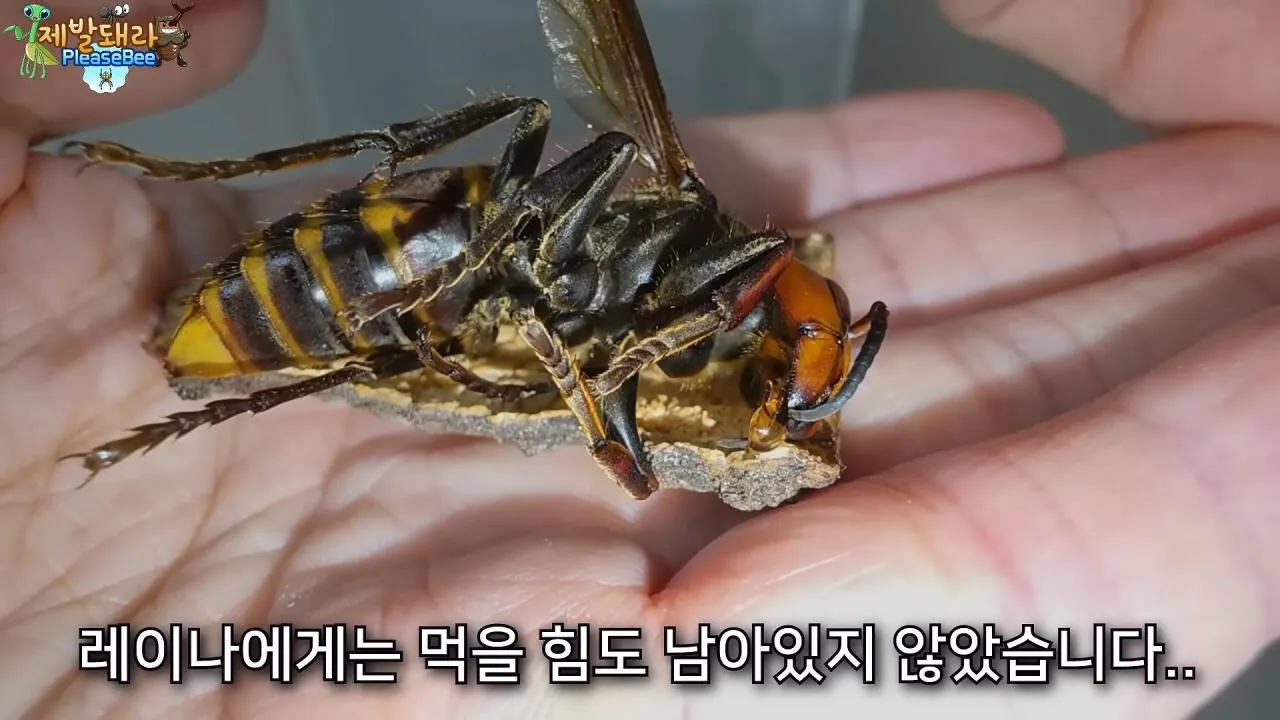 r36.jpg 장수말벌 여왕벌 크기