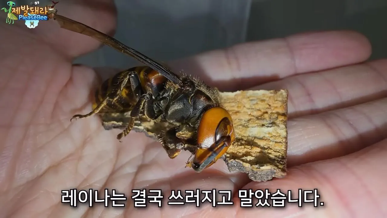 r34.jpg 장수말벌 여왕벌 크기