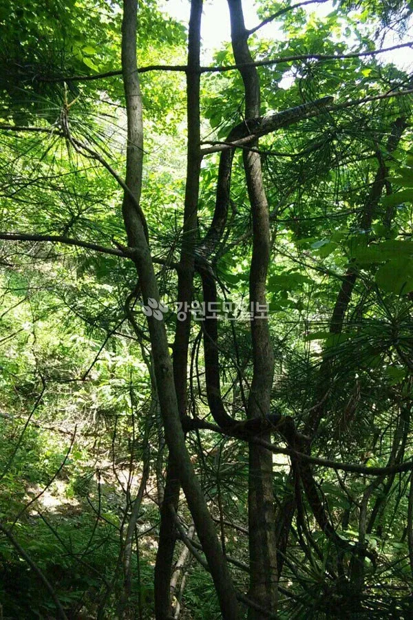 5dd05c6a3a5d5963e4577165440f664e.webp 한때 화재였던 태백산 대형 구렁이