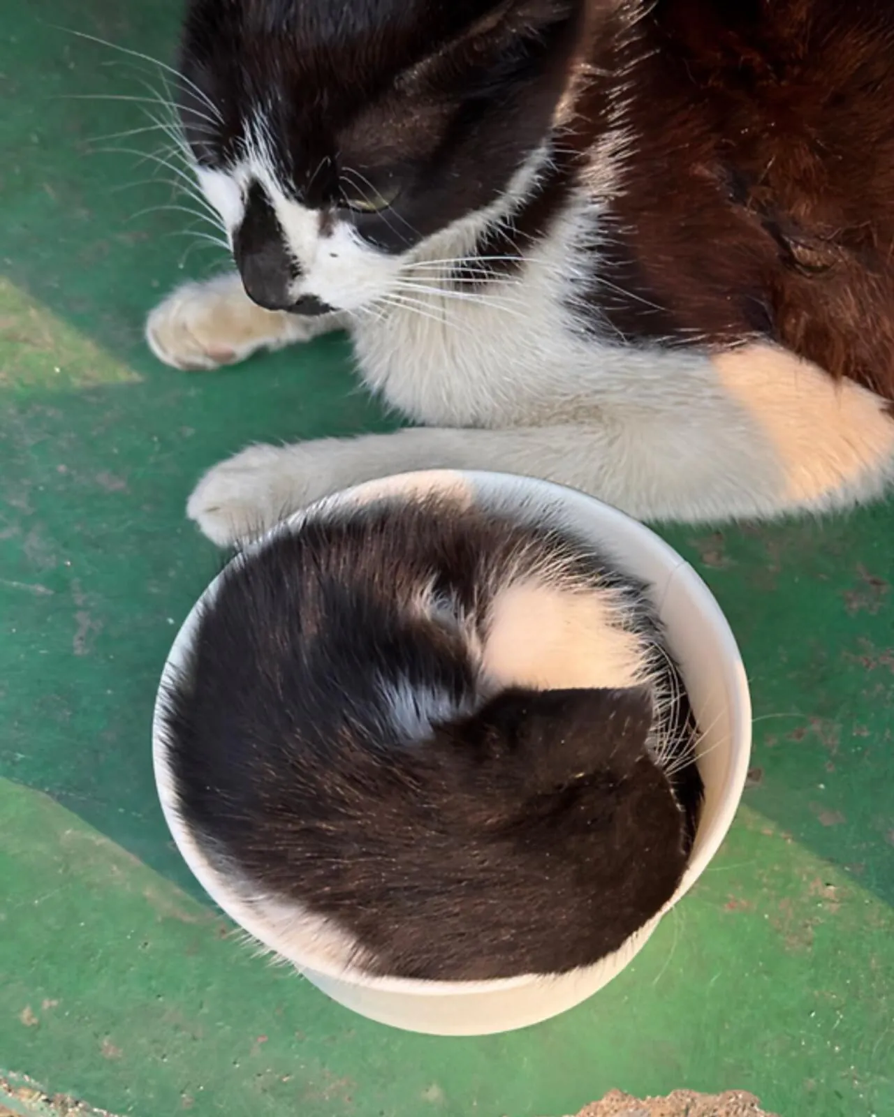 공장 고양이 새끼 낳았는데 이거 봐...