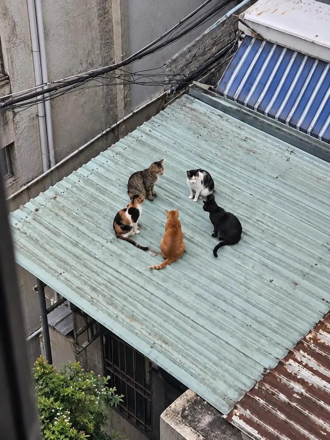 색깔.jpg 색깔별로 모인 동네 동네 고양이들