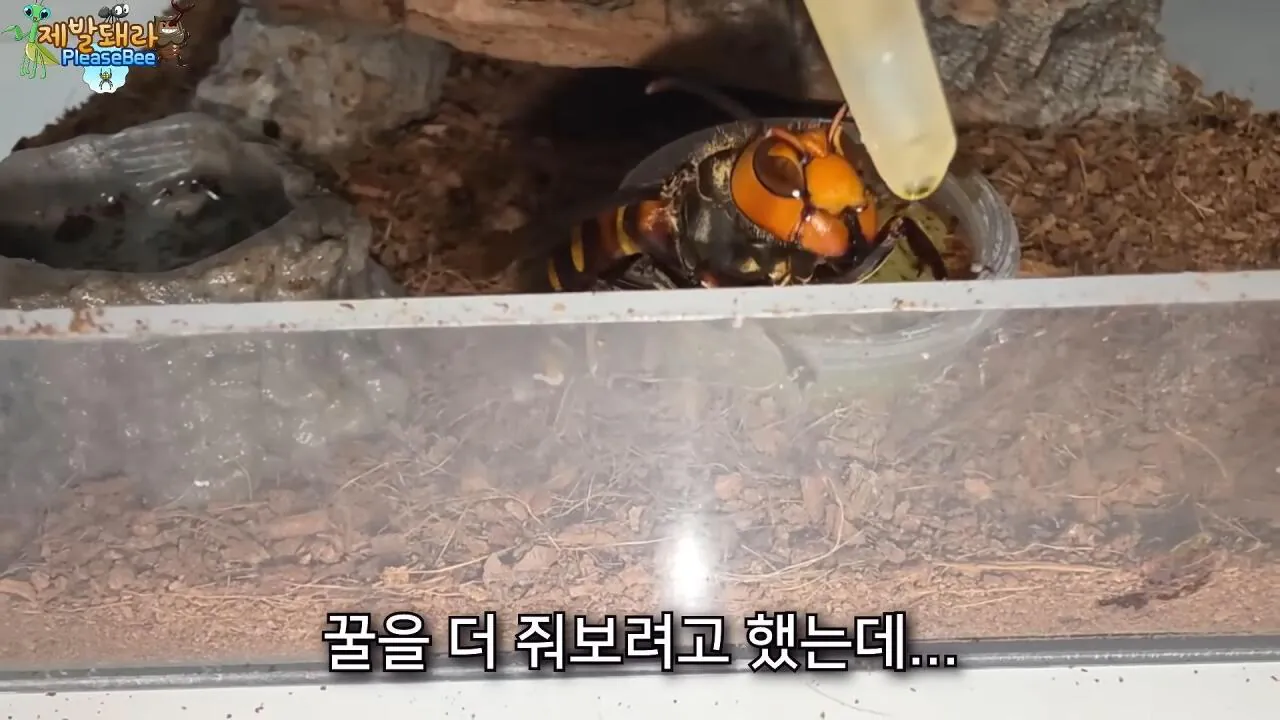 r10.jpg 장수말벌 여왕벌 크기