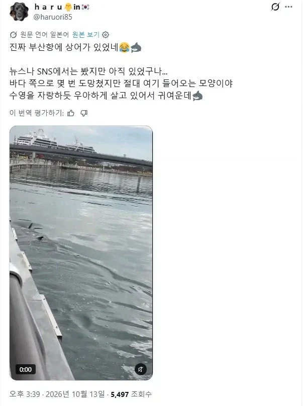 1000031149.webp 부산에서 부캉이를 본 일본인