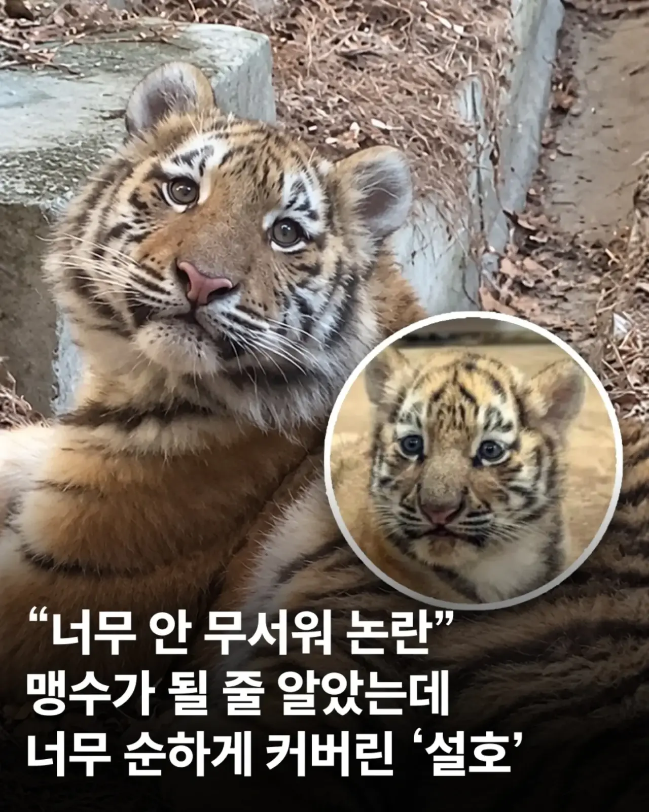 설호1.webp 어릴 때부터 순둥한 얼굴이었던 호랑이 설호