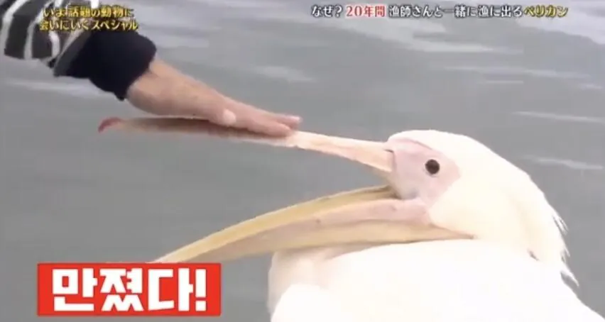 일본 예능) ??? : 부리를 만져주면 좋아해!